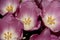Purple Tulip buds. Lilac flowers. A bouquet of fragrant spring flowers