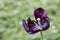 Purple tulip faded on green defocused background