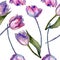 Purple tulip floral botanical flowers. Watercolor background illustration set. Seamless background pattern.