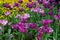 Purple tulip flower bed among other flowers Washington DC