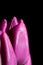Purple tulip flower bouquet backlit with water drops on a black background