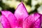 purple tulip flower bouquet close up still on a Pink background.After the rain, spring drops of dew. Nature, macro petal flower,