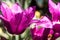 purple tulip flower bouquet close up still on a Pink background.After the rain, spring drops of dew. Nature, macro petal flower,