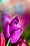 Purple tulip flower detail, blue bokeh bg