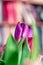 Purple tulip flower detail, red bokeh bg