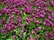 purple tulip flower with white edge in a botanical garden in spring season