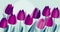 Purple tulip flowers with dot geometry texture pattern.