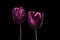 Purple tulip flowers isolated on black background. Tulip flower heads isolated on black. Spring flowers