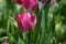 Purple tulip that has been photographed in close-up in a tulip field in Oude Sluis