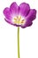 Purple tulip isolated