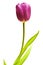 Purple tulip isolated