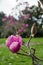 Purple tulip magnolia tree flower