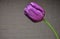 Purple tulip near the walls...