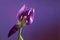 Purple tulip with one withered petal and view to the stamen against a violet background, conep for become and pass away, copy