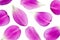 Purple tulip petals