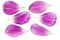 Purple tulip petals isolated