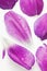 Purple tulip petals on white table