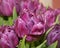Purple Tulip similar to a rose. Many petals of a Tulip flower. Beautiful Tulip flower.