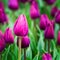 Purple tulips