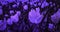 Purple tulips background.