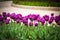 Purple tulips in bloom on park