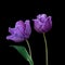 Purple tulips bloom in springtime. Spring flower, isolated on black background