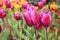 Purple tulips closeup