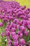 Purple tulips at the flowerbed. Flowers in a park or garden.