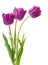 Purple tulips isolated on white background