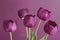 Purple tulips on purple 1