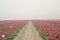 Purple tulips in rows on  a flowerbulb field in Nieuwe-Tonge in the netherlands during springtime season and fog.
