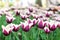 Purple tulips variety. Violet tulips in the flower garden, arboretum with sunlight. Flower horizontal banner