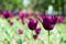 Purple tulips variety. Violet tulips in the flower garden, arboretum with sunlight. Flower horizontal banner