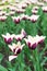 Purple tulips variety. Violet tulips in the flower garden, arboretum with sunlight. Flower vertical banner