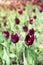 Purple tulips variety. Violet tulips in the flower garden, arboretum with sunlight. Flower vertical banner