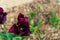 Purple tulips view with hill and soil in the background