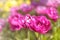 Purple tulps in spring garden, blurred background, text space