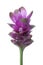 Purple Turmeric Flower