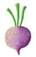 Purple turnip