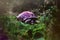 Purple turtle