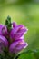 Purple turtlehead flower macro photography on a bright green background.