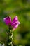 Purple turtlehead flower macro photography on a bright green background.