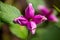 Purple turtlehead flower macro photography on a bright green background.