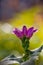 Purple turtlehead flower macro photography on a bright green background.