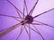 Purple umbrella