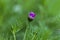 Purple unblown flower on a background of green vegetation.