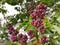 Purple unopened lilac buds on the tree