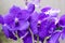 Purple Vanda Orchid