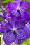 Purple Vanda Orchid