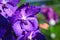 Purple Vanda Orchid